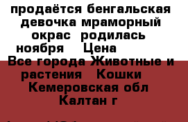 продаётся бенгальская девочка(мраморный окрас).родилась 5ноября, › Цена ­ 8 000 - Все города Животные и растения » Кошки   . Кемеровская обл.,Калтан г.